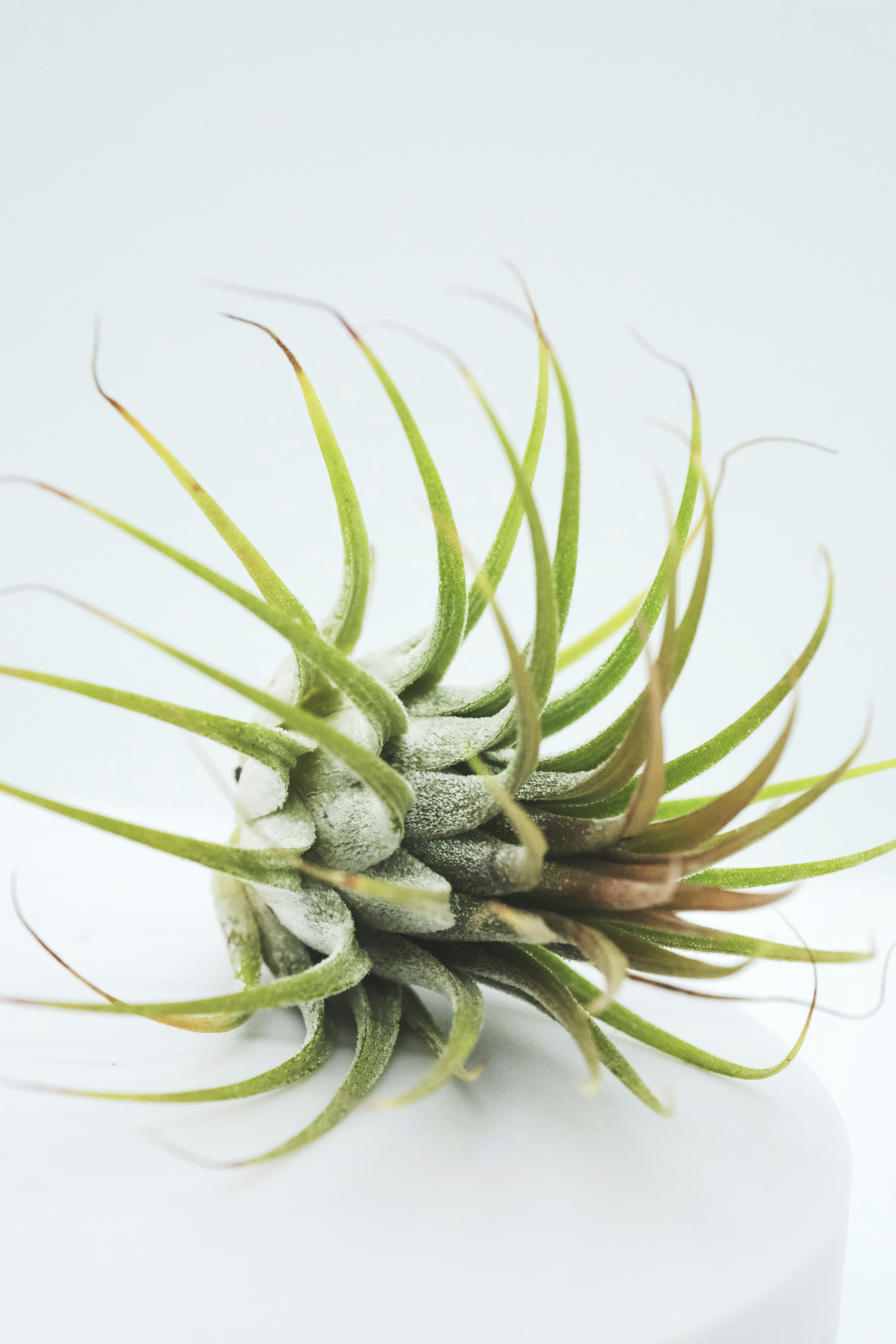 Beautiful Air Plants Display
