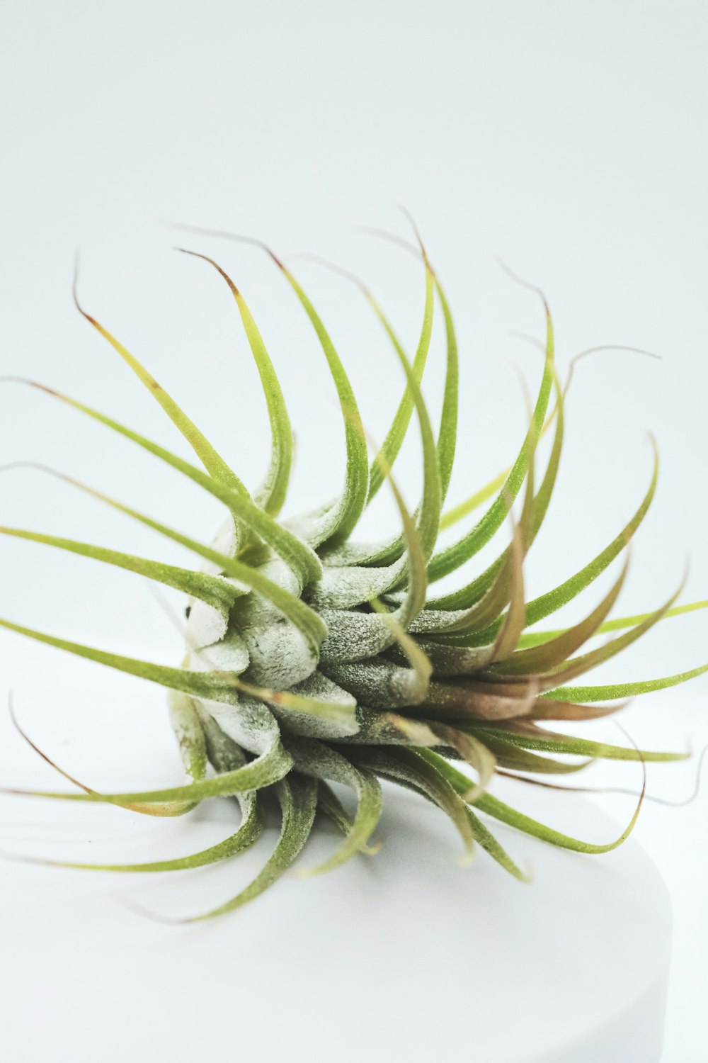 green and white plant on white background