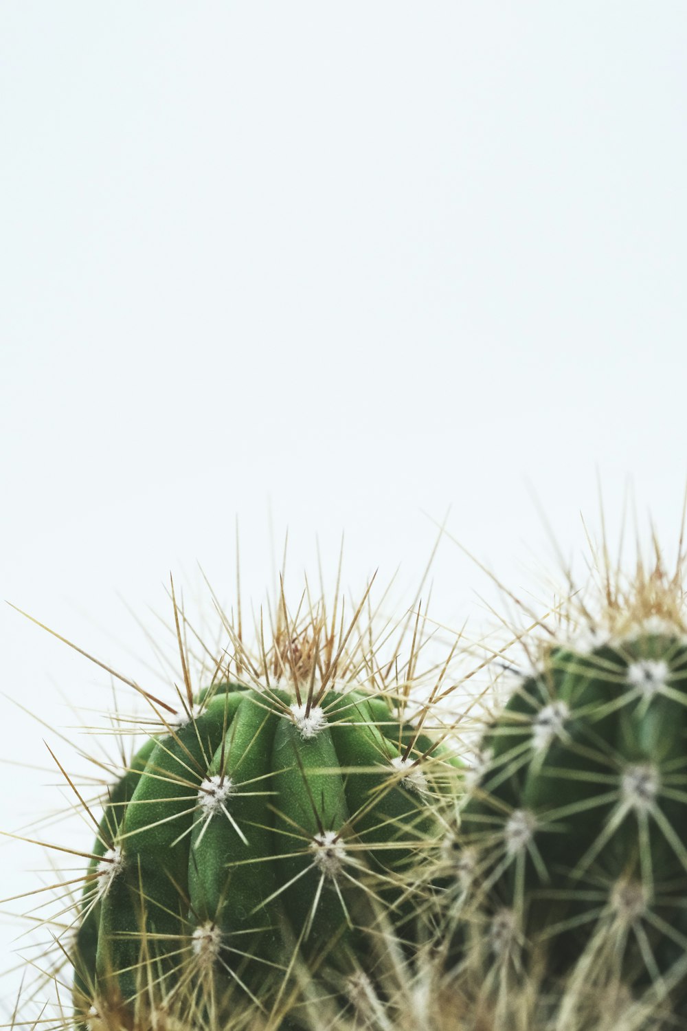 Cactus verde en fotografía de primer plano