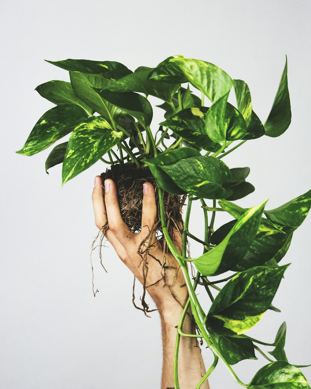 woman holding green leaves during daytime