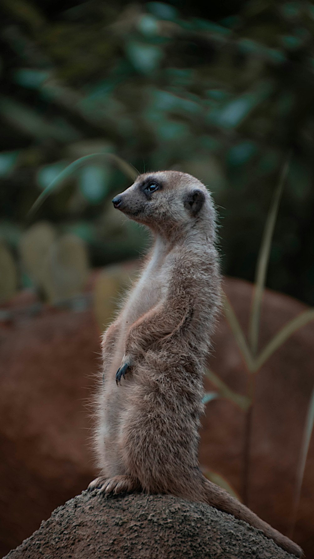 brown and white animal in tilt shift lens