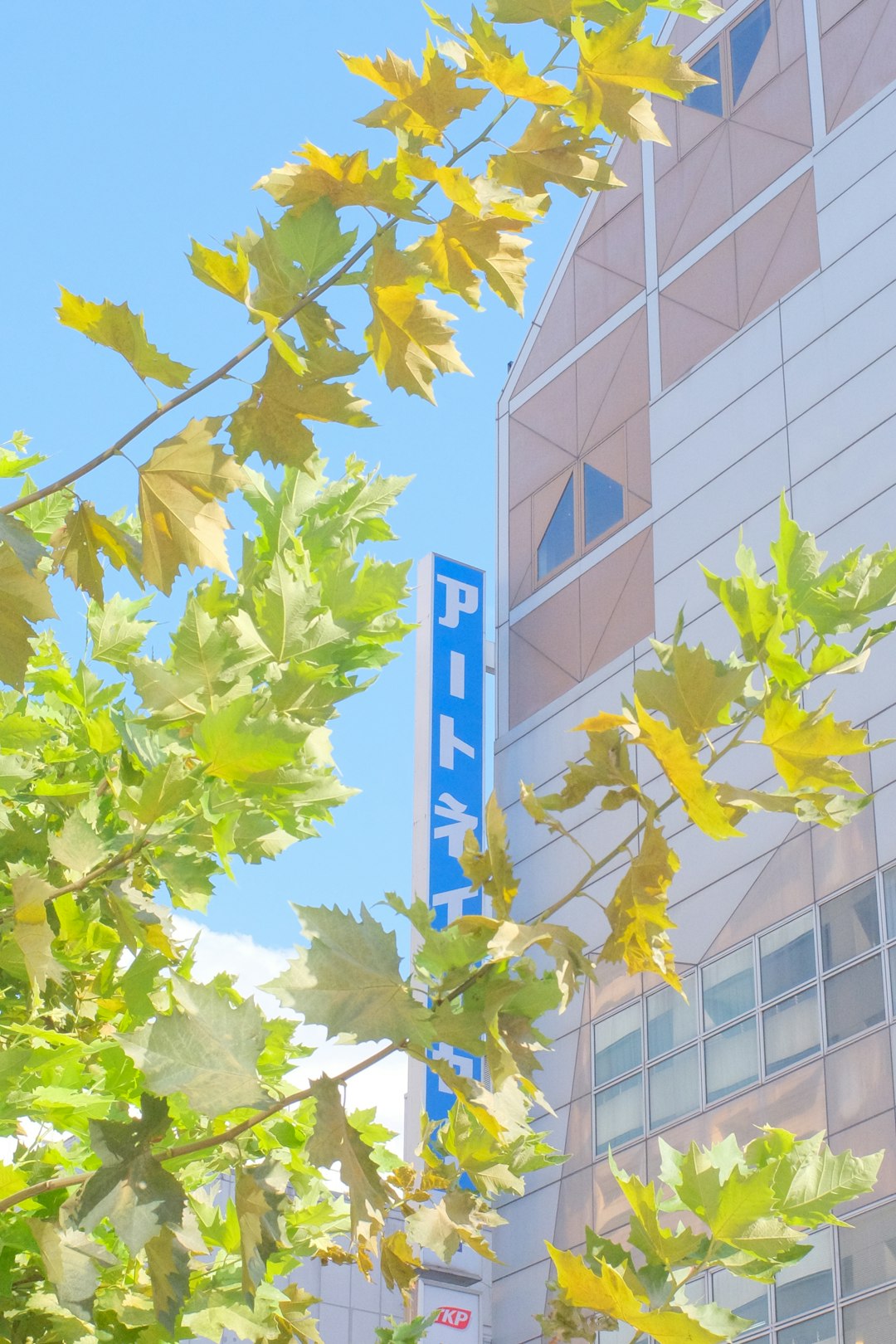 green leaves tree near building during daytime