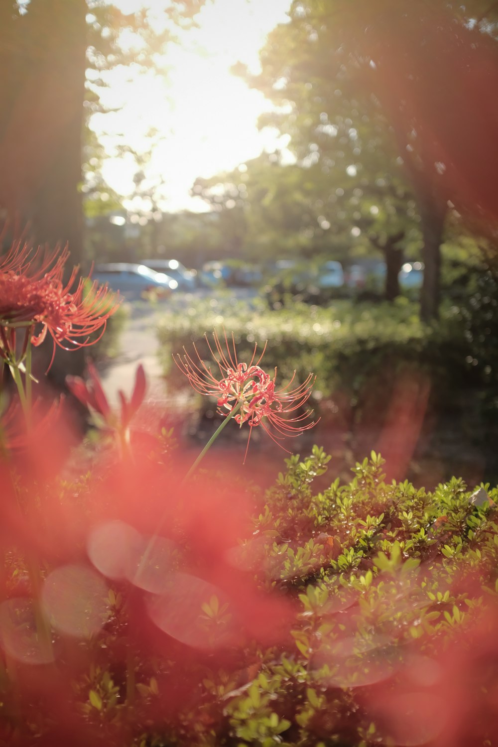 red and white flower in close up photography