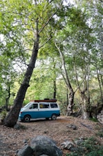 A serene, sunlit van parked beside a eucalyptus forest under clear blue skies.
