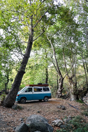 A serene, sunlit van parked beside a eucalyptus forest under clear blue skies.