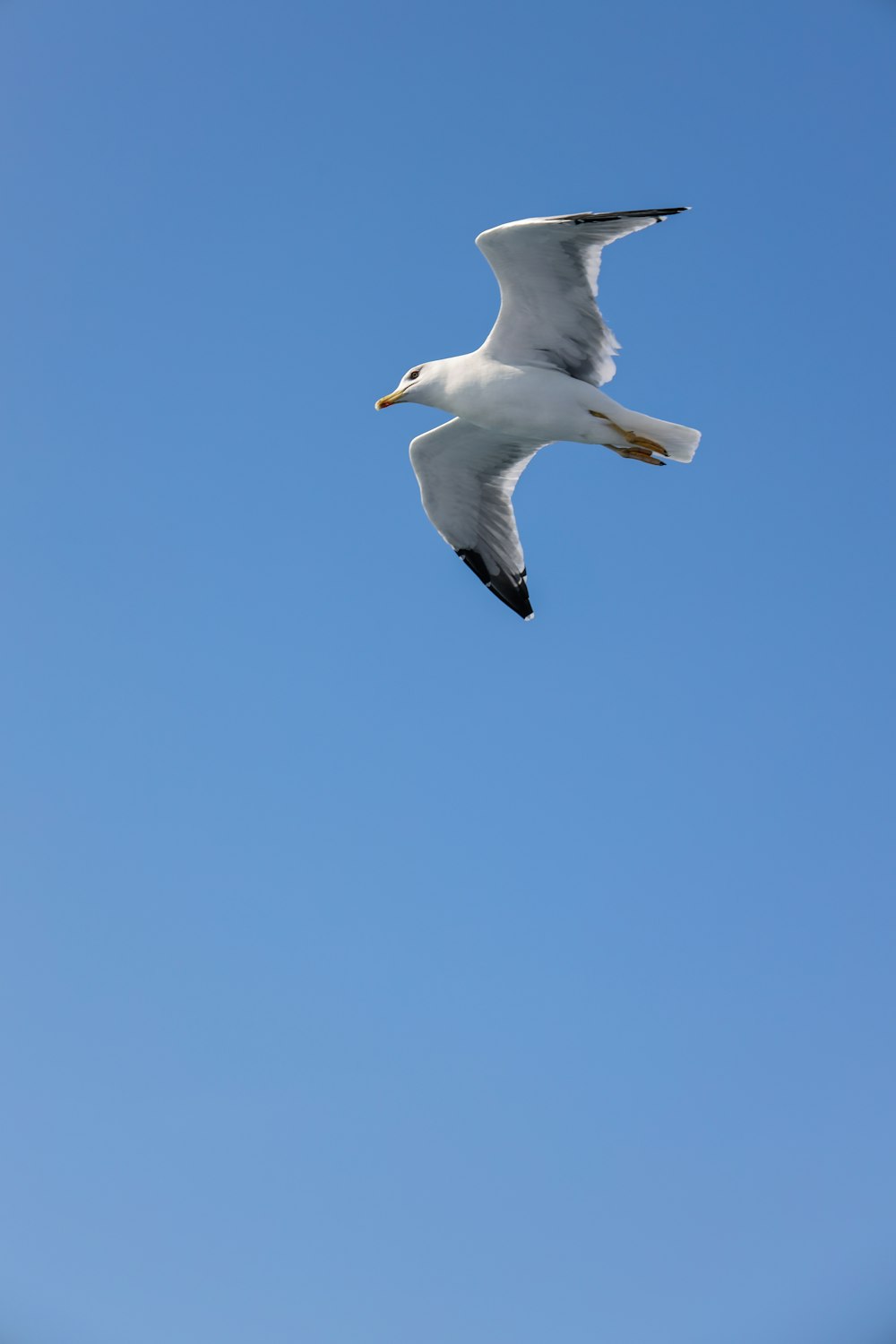 낮에 푸른 하늘 아래를 날고 있는 흰 갈매기