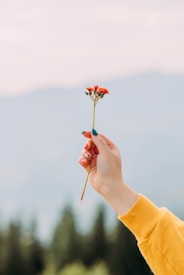 A hand with colorful nail polish holds a small bouquet of bright red flowers against a blurred natural background. The person is wearing a yellow sweater, and the scene is serene with soft lighting.