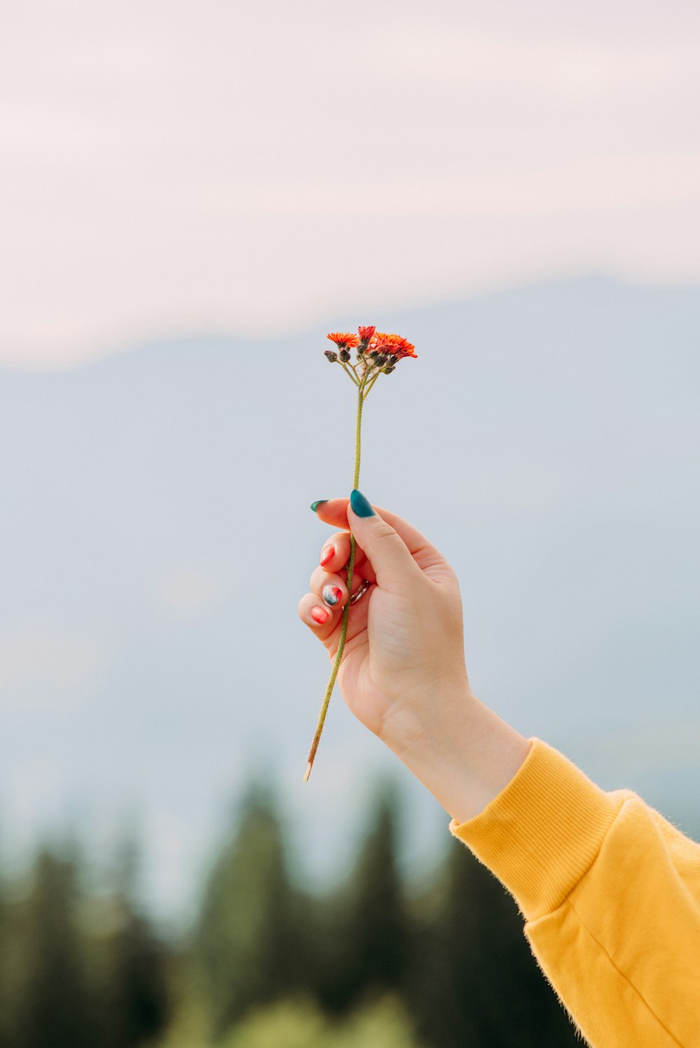 personne tenant une fleur de rose rouge