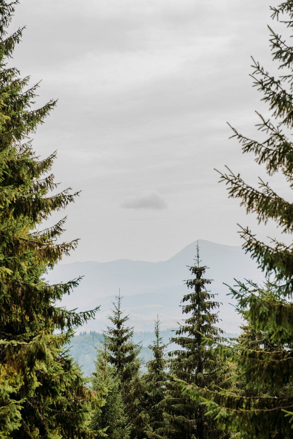 green pine trees near mountain during daytime