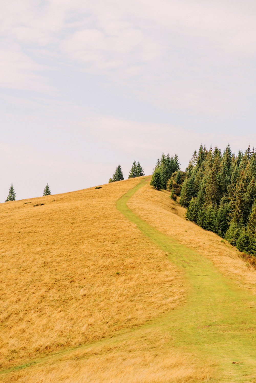 green pine trees on brown field under white sky during daytime