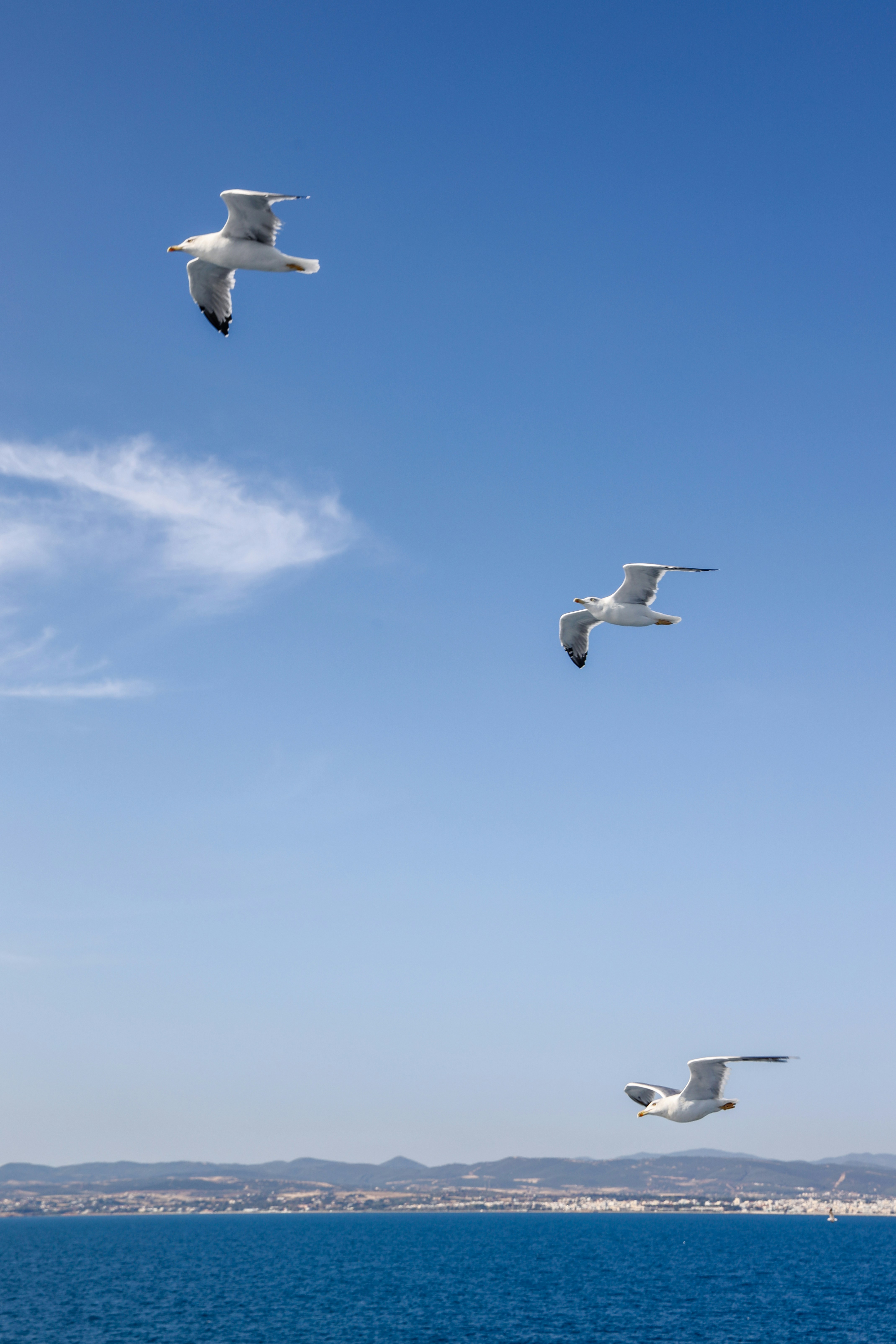 Three white birds flying under blue sky during daytime photo – Free ...