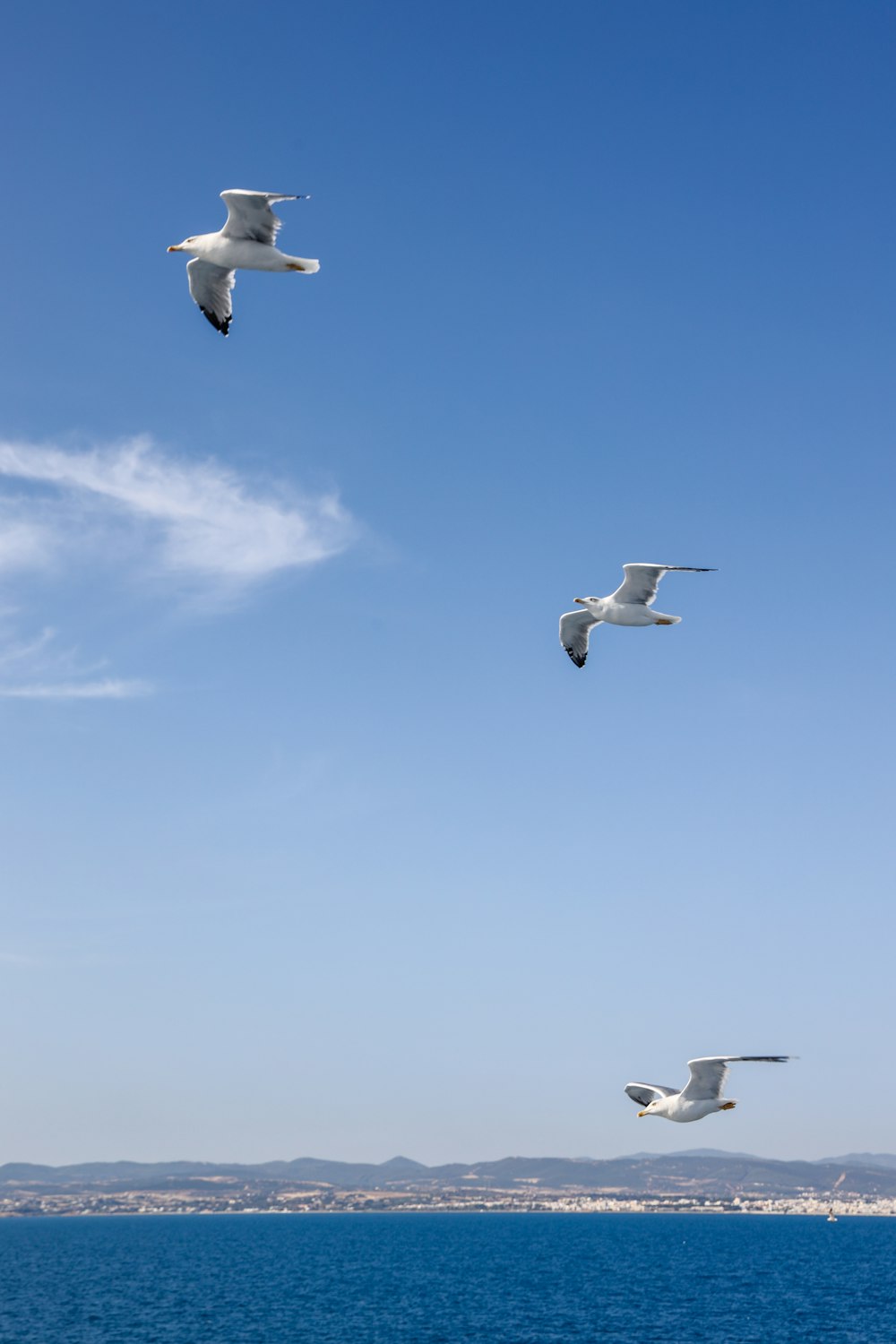 three white birds flying under blue sky during daytime