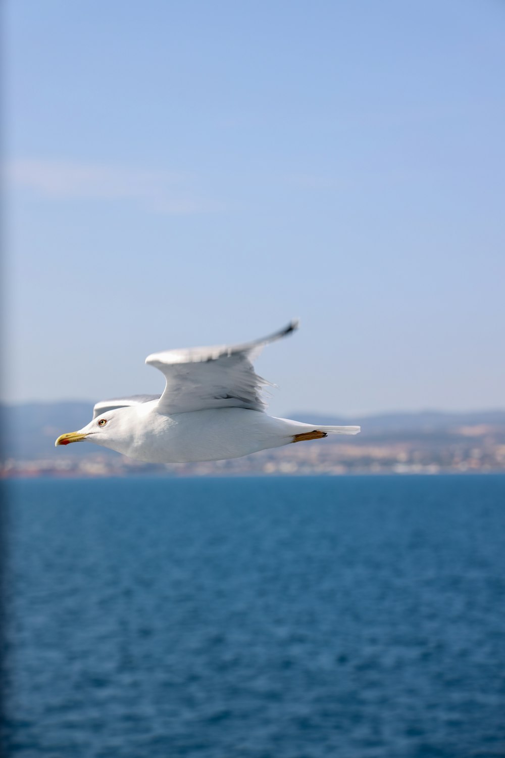 white bird flying over the sea during daytime