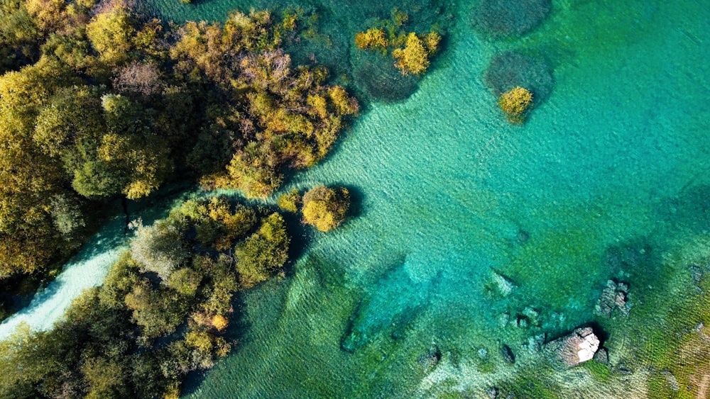 Vista aérea de árboles verdes y mar azul durante el día
