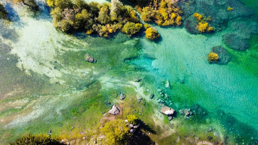 aerial view of green trees and green grass field