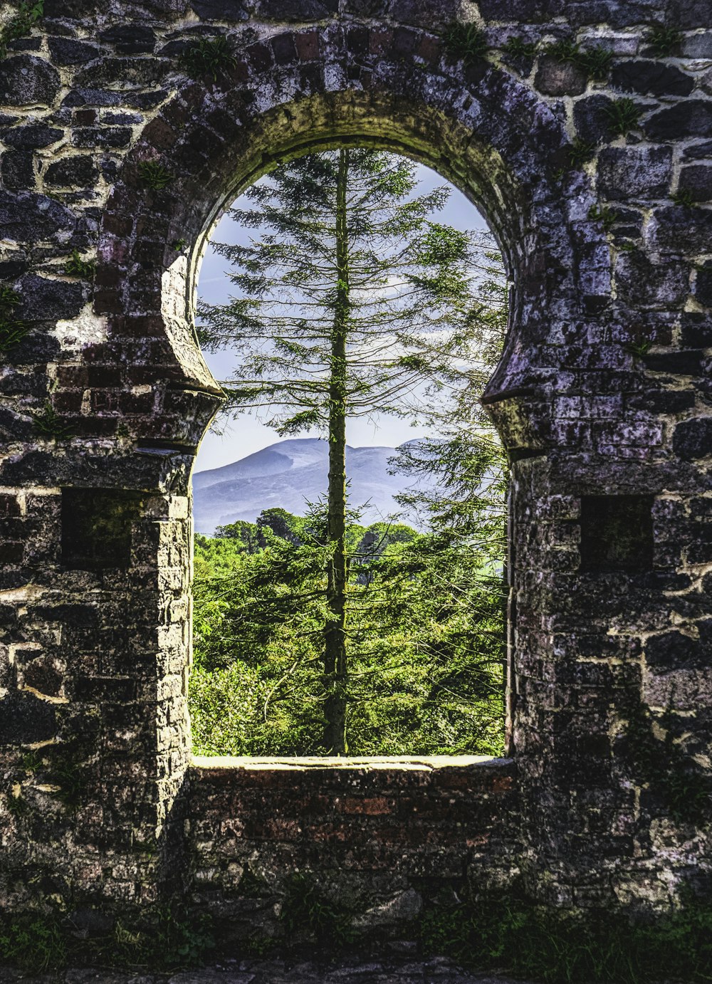 árvores verdes na parede marrom do tijolo