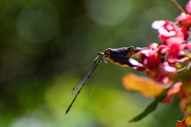 A dragonfly perches delicately on the edge of a leaf, surrounded by vibrant flowers. The background is a soft blur of green, creating a tranquil and natural setting.