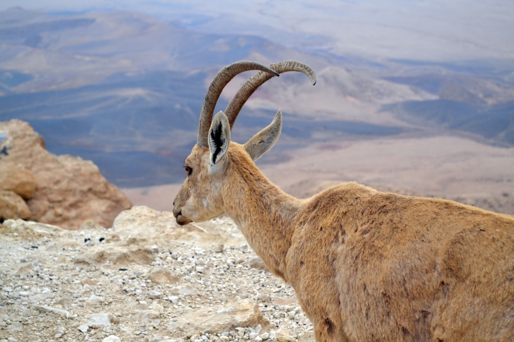 brown ram on brown rock during daytime