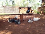 Several ducks are resting on the ground and one is perched on a raised platform in a rural outdoor setting. The area is surrounded by earthen structures and trees, and the ground is bare soil with patches of sunlight and shade.