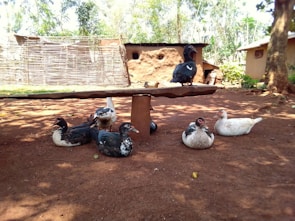 Several ducks are resting on the ground and one is perched on a raised platform in a rural outdoor setting. The area is surrounded by earthen structures and trees, and the ground is bare soil with patches of sunlight and shade.