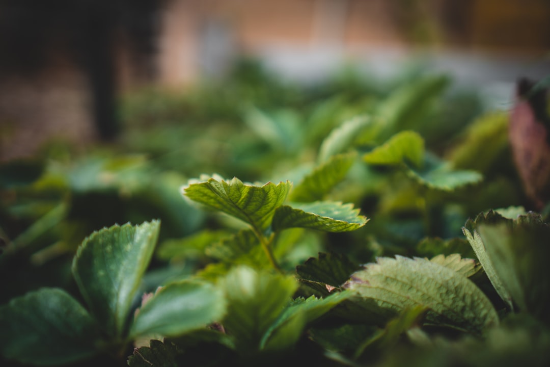 green leaves in tilt shift lens