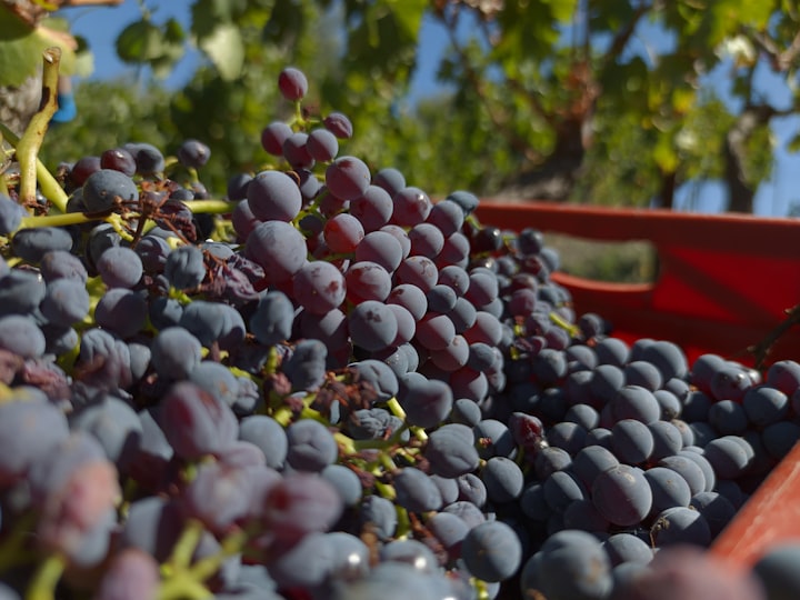 Is Grape Juice Good for You? Sugar Content and Other Facts