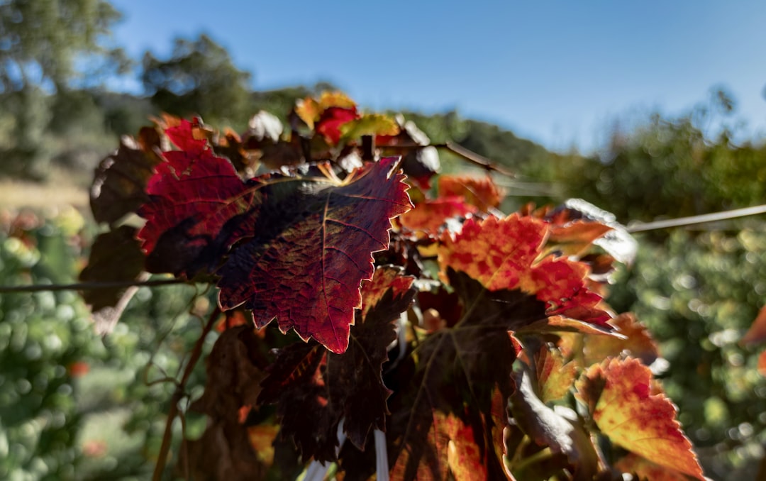 red and green maple leaf