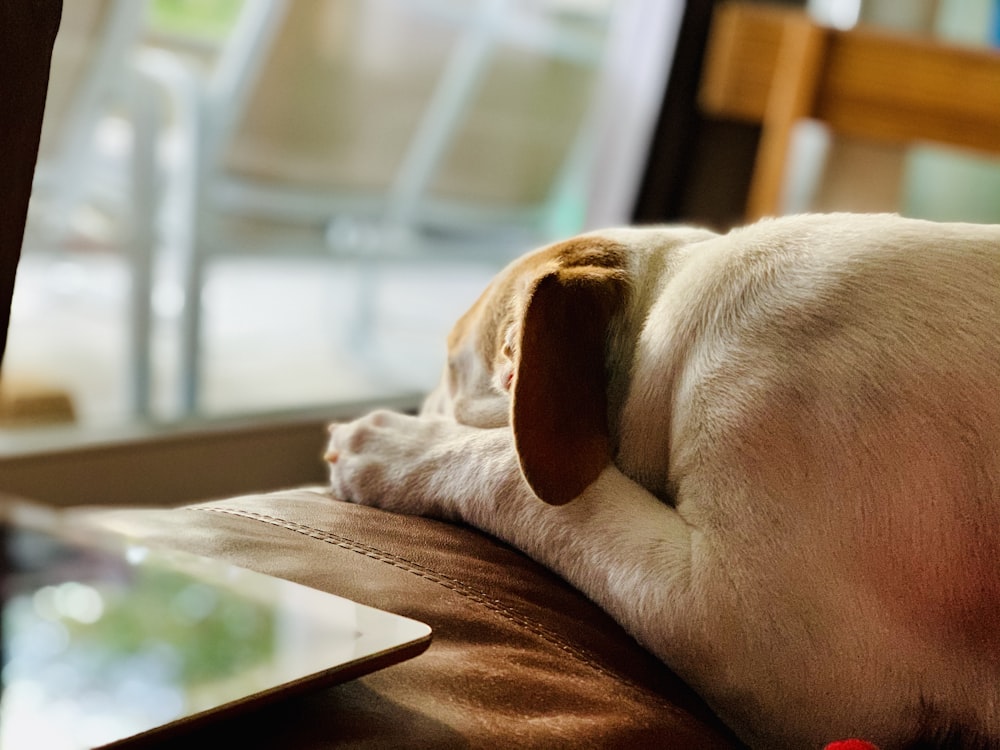 brown and white short coated dog lying on brown wooden table