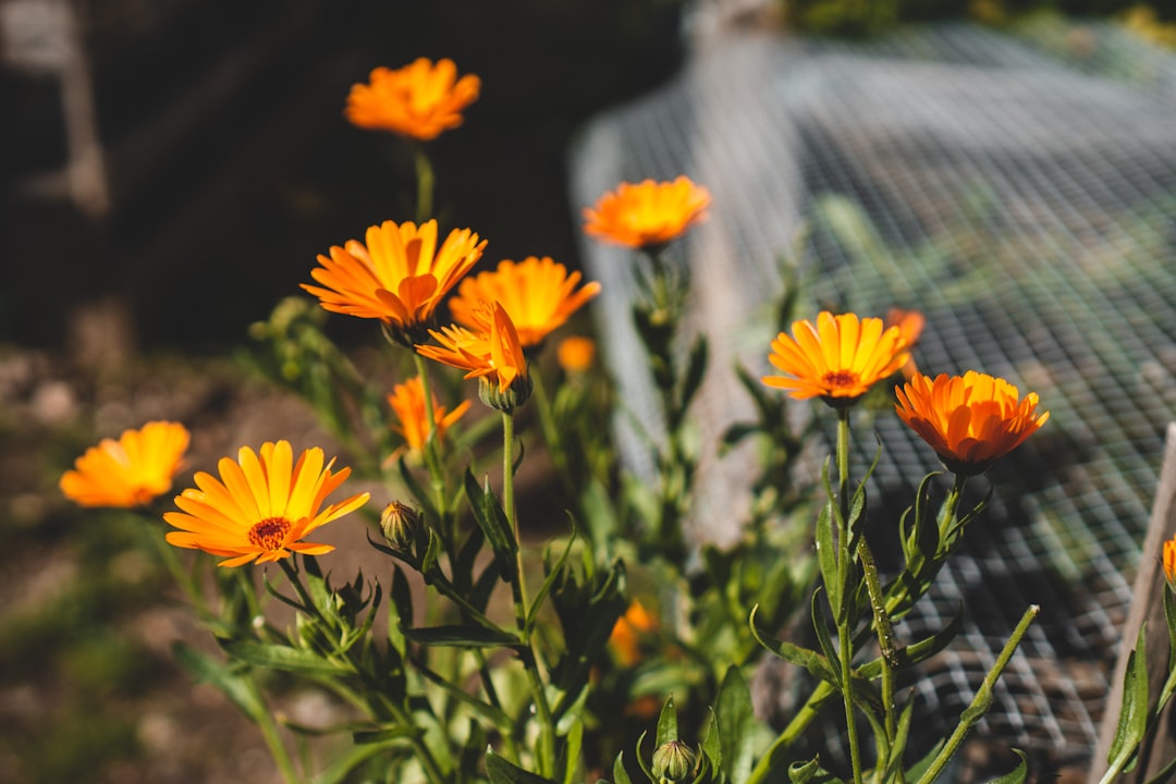 orange flowers in tilt shift lens