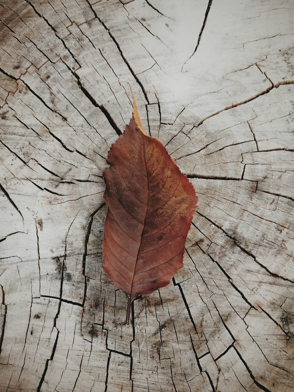 brown dried leaf on brown wooden surface