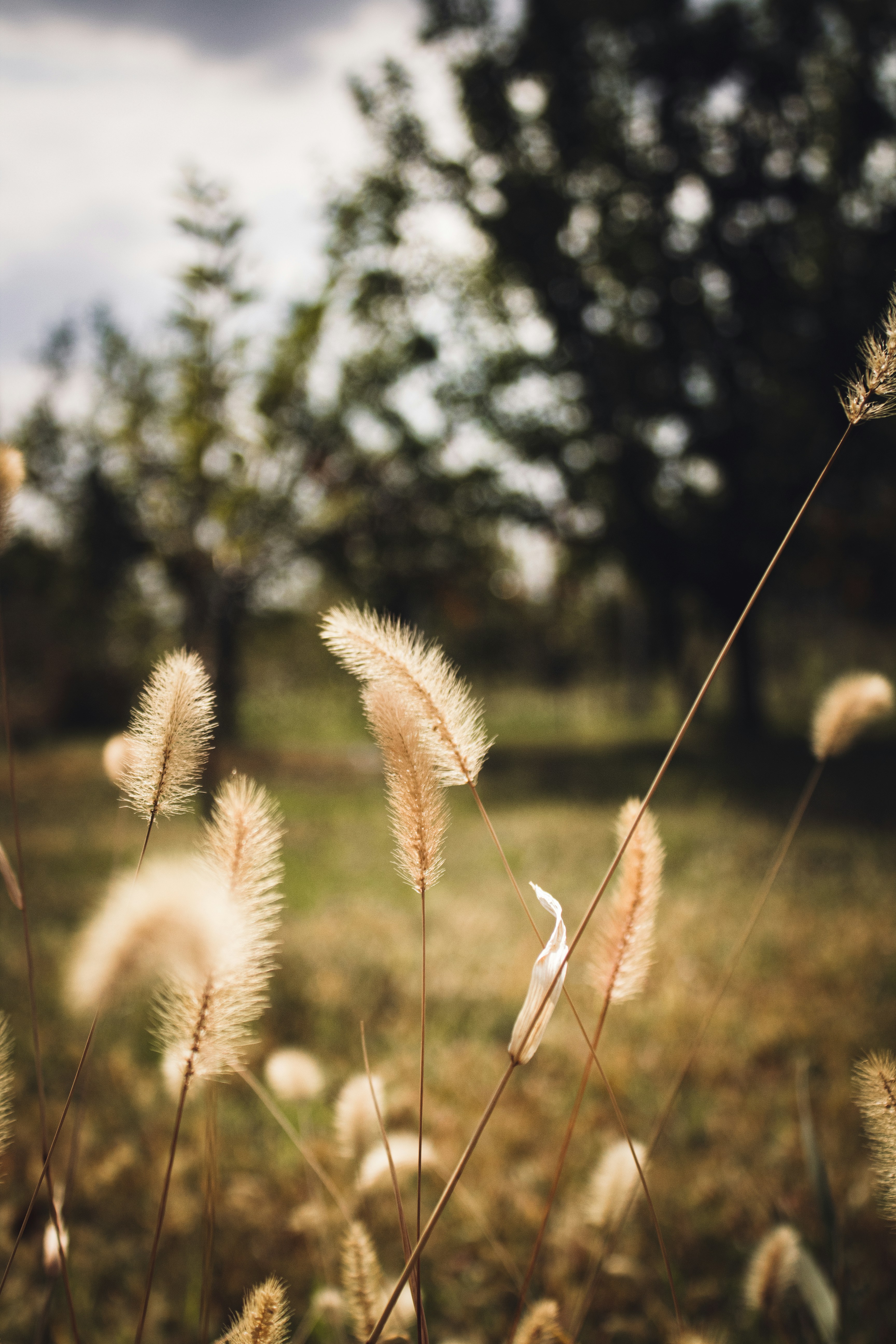 white wheat in tilt shift lens