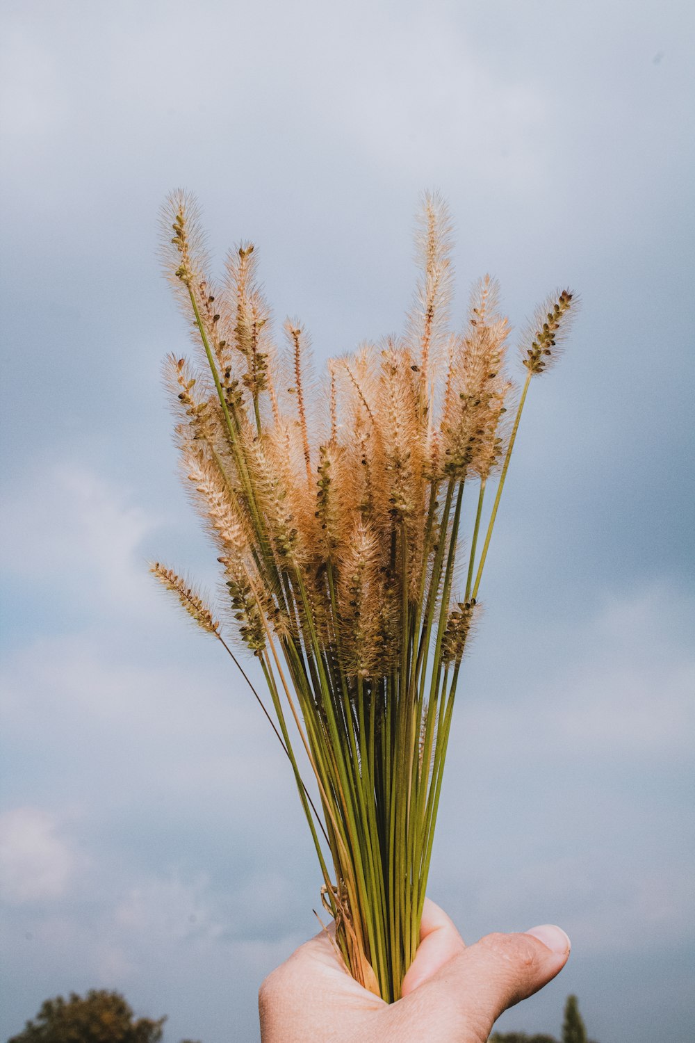 brown wheat under blue sky during daytime