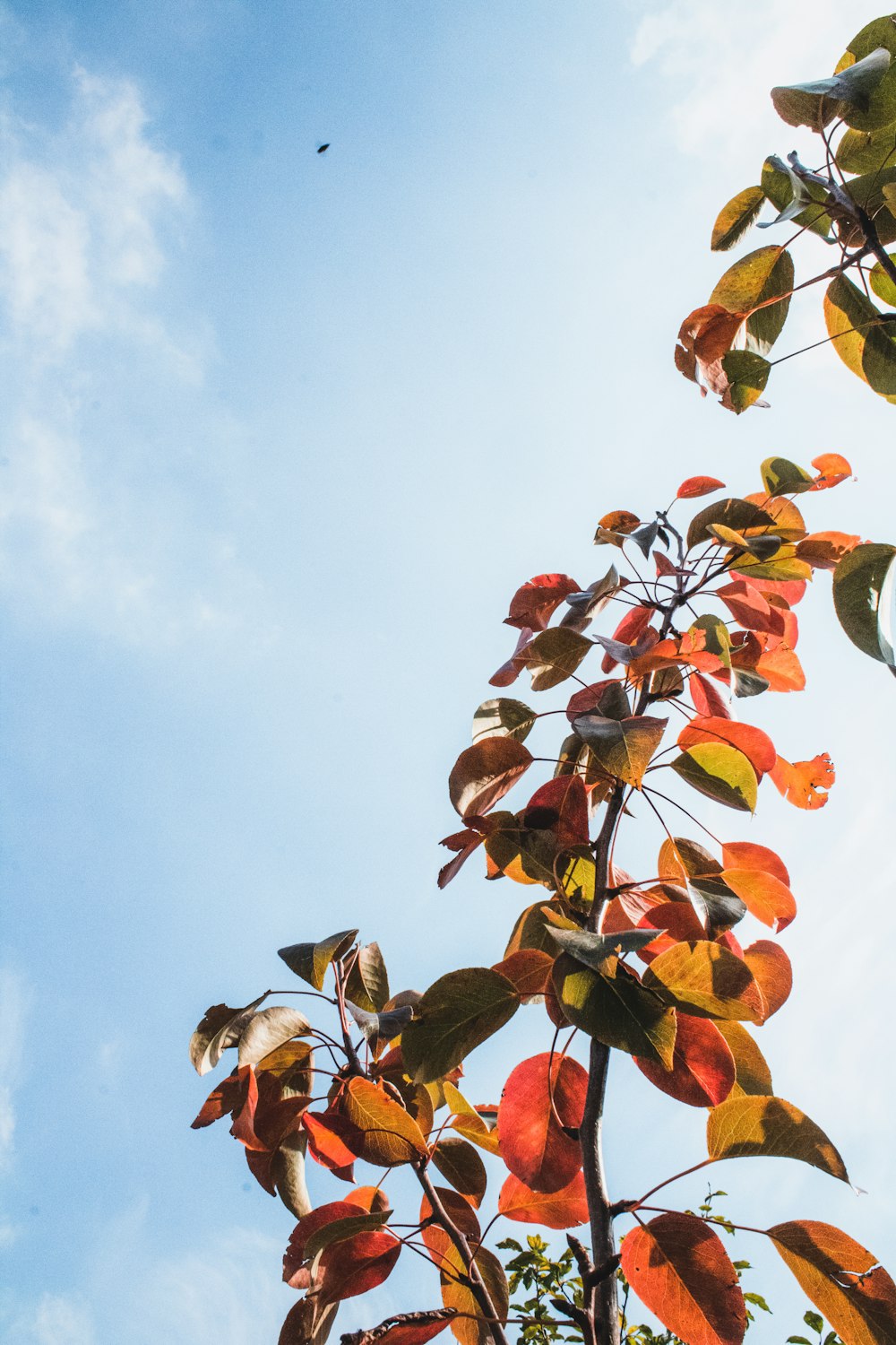 red and yellow leaves on tree branch under white clouds and blue sky during daytime