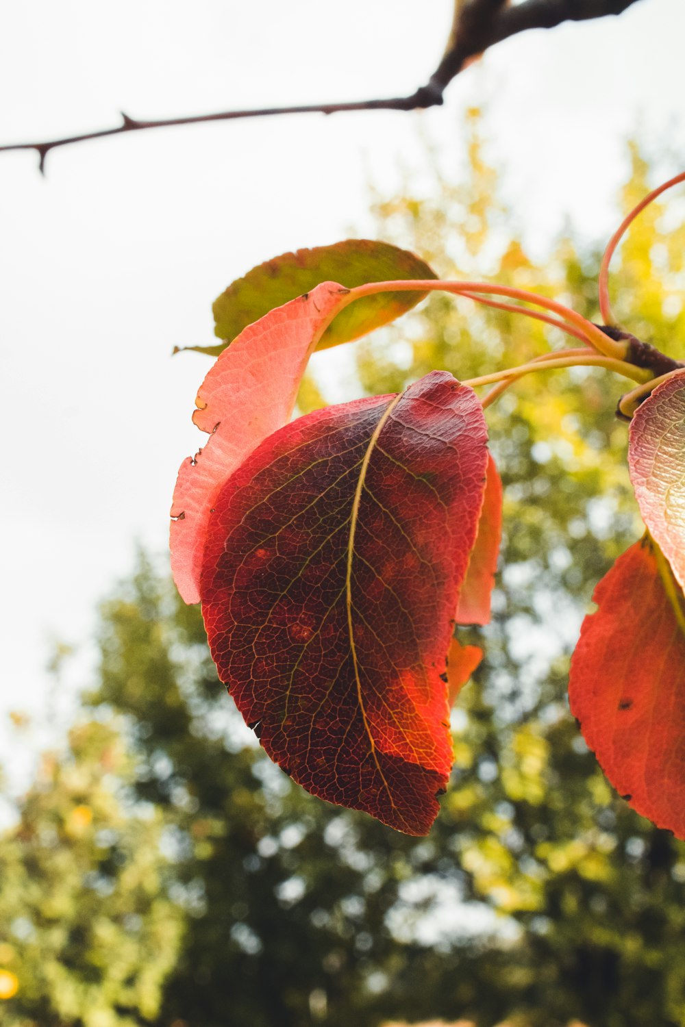 red and green leaves during daytime