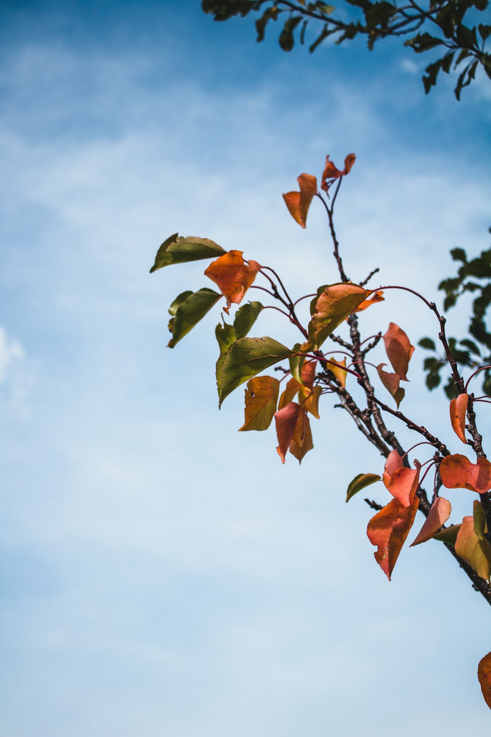 red and green leaves under white clouds and blue sky during daytime