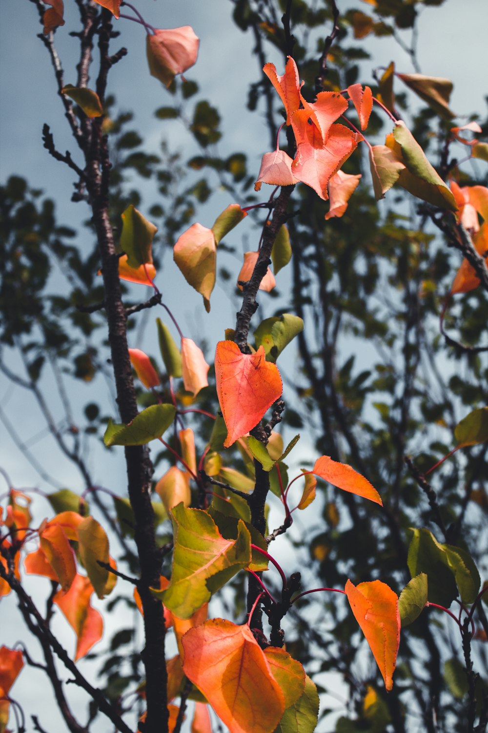 red and yellow flower in tilt shift lens