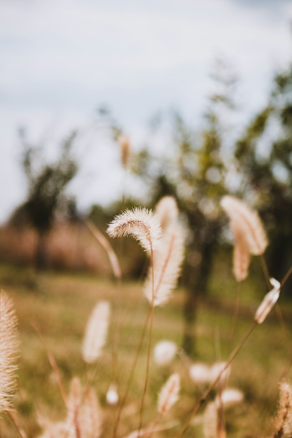 white flower field during daytime