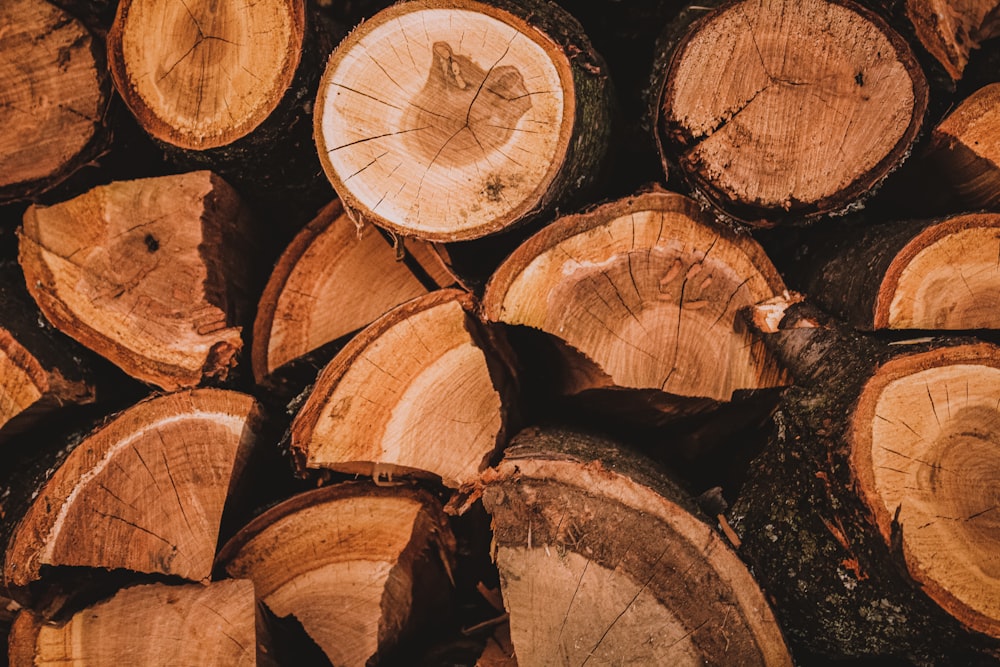 troncos de madeira castanhos e pretos