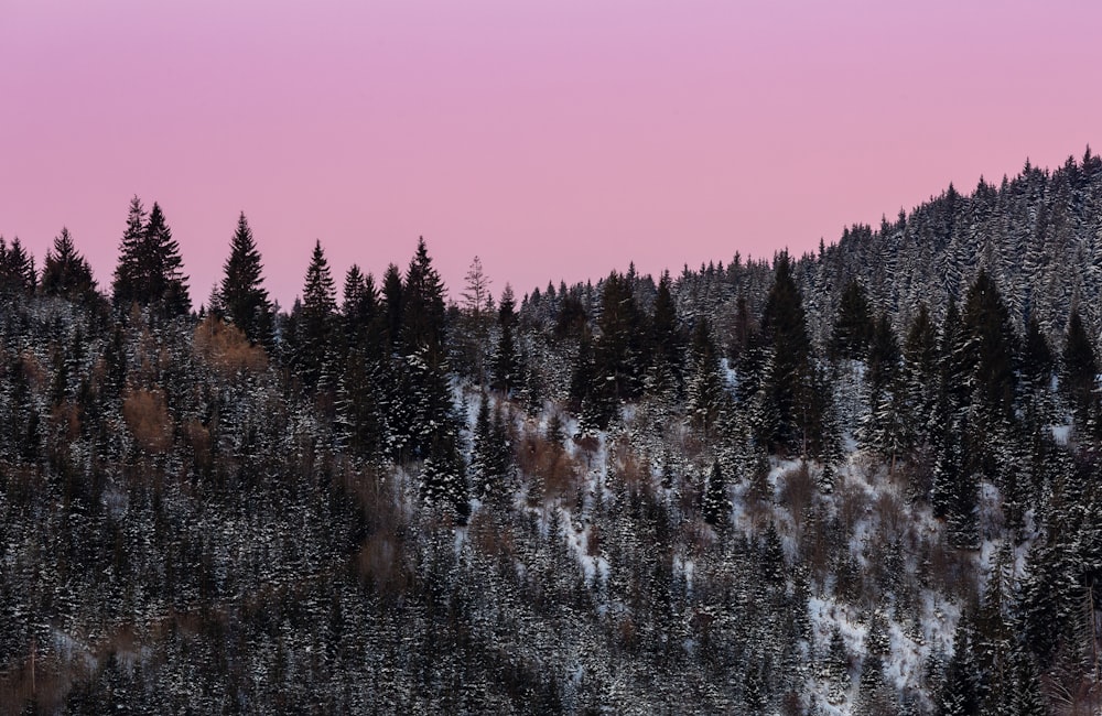 snow covered trees during daytime