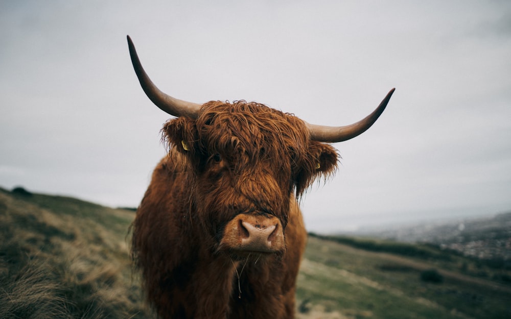 brown cow on green grass field during daytime