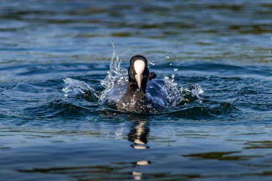 black duck on water during daytime in Side Turkey