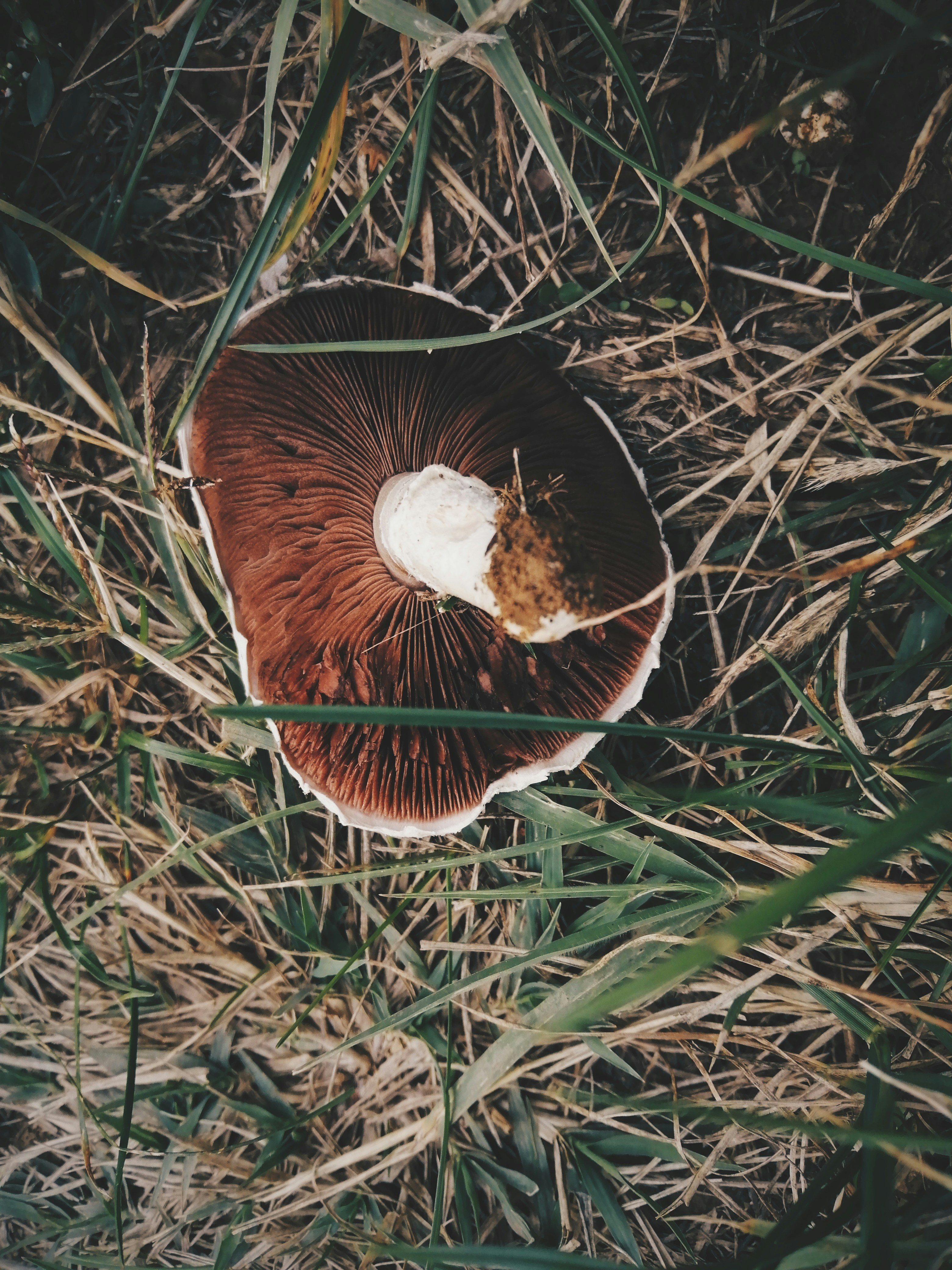brown and white mushroom on green grass