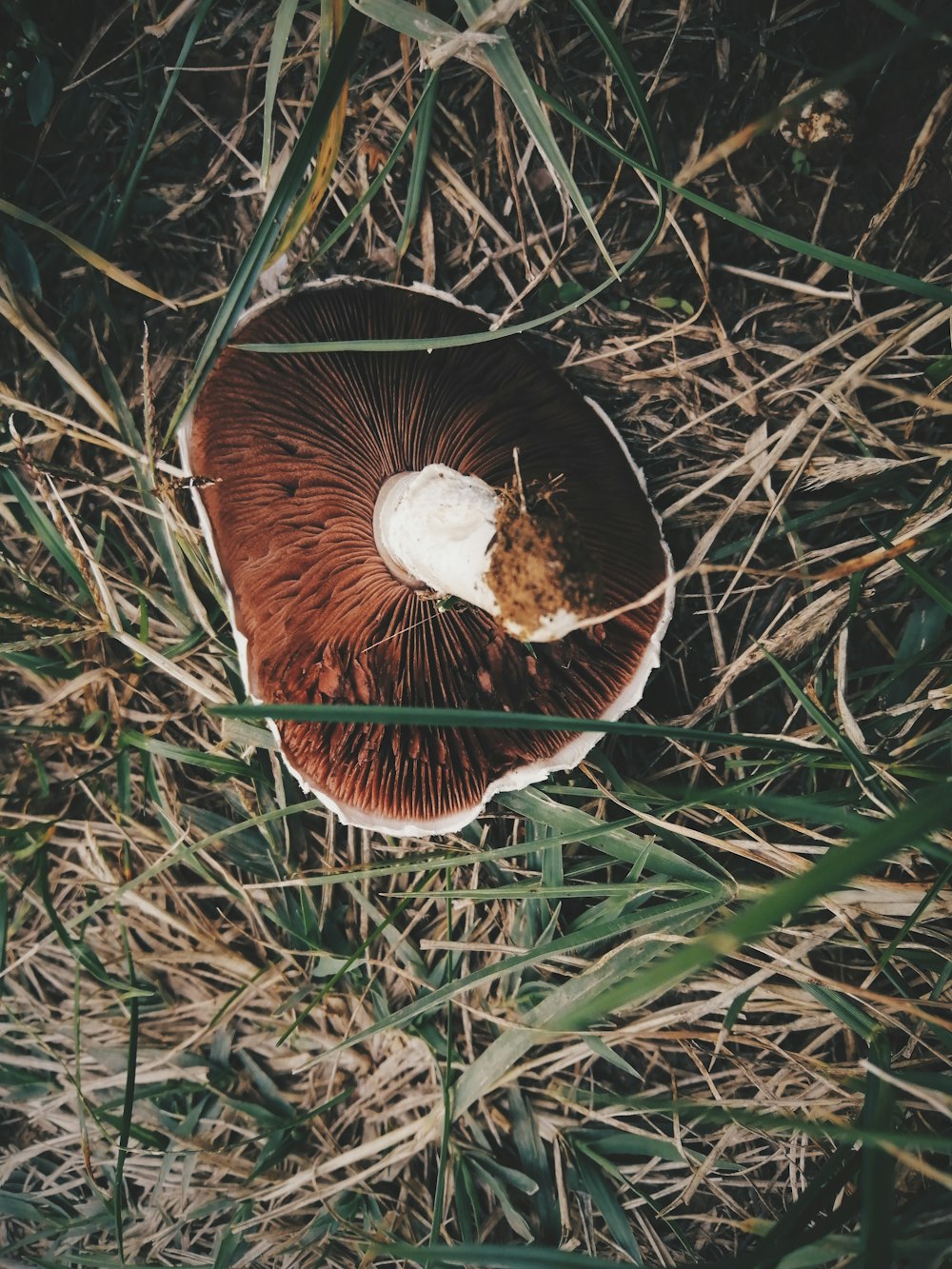 brown and white mushroom on green grass