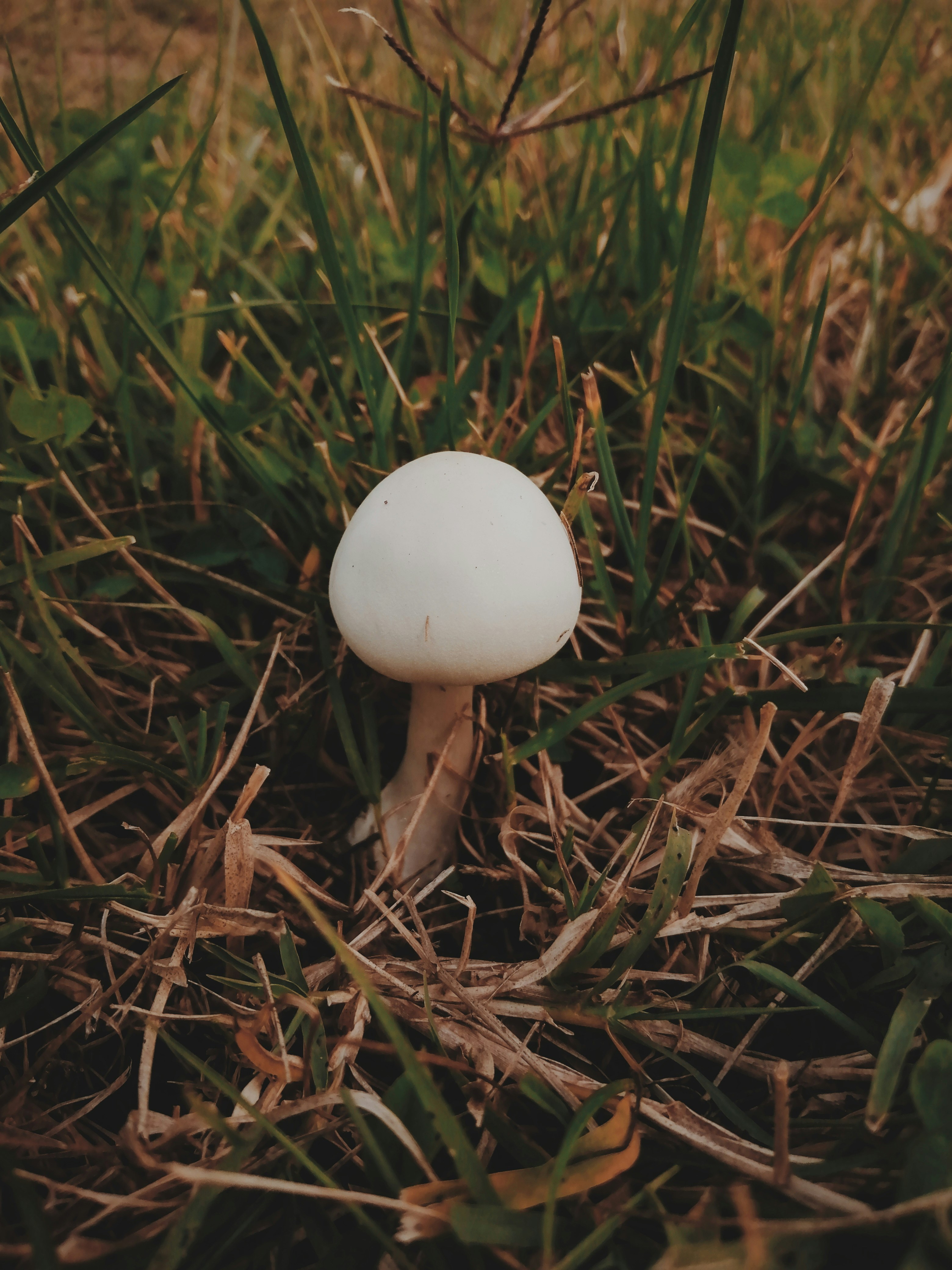 white round ornament on green grass during daytime