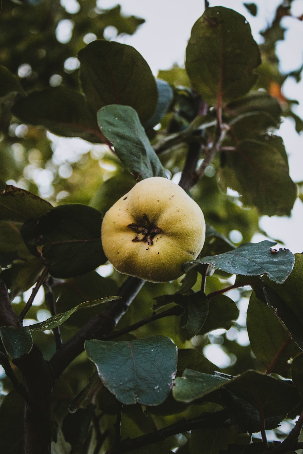 green round fruit on tree during daytime