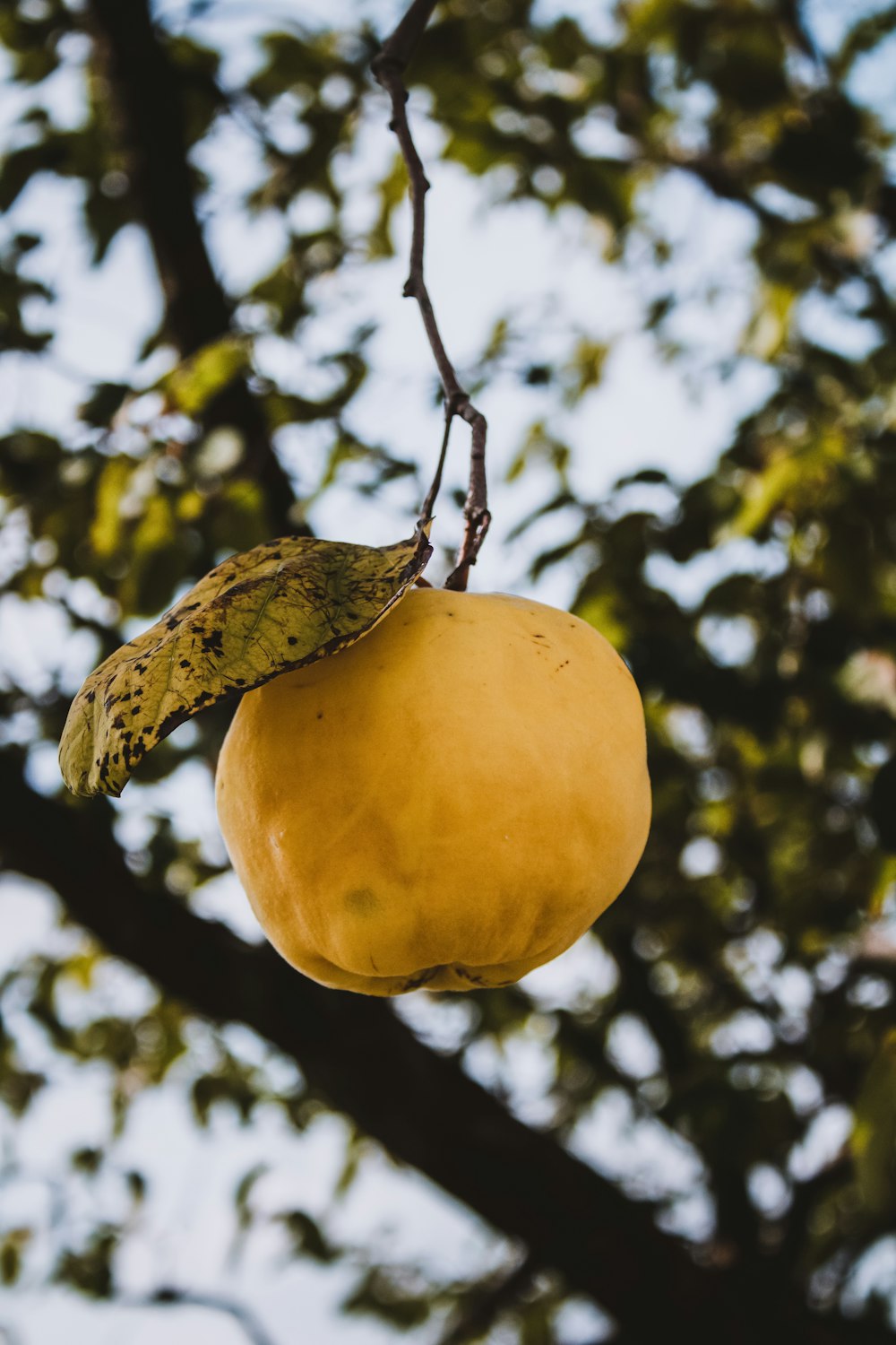 an apple hanging from a tree with a banana on it