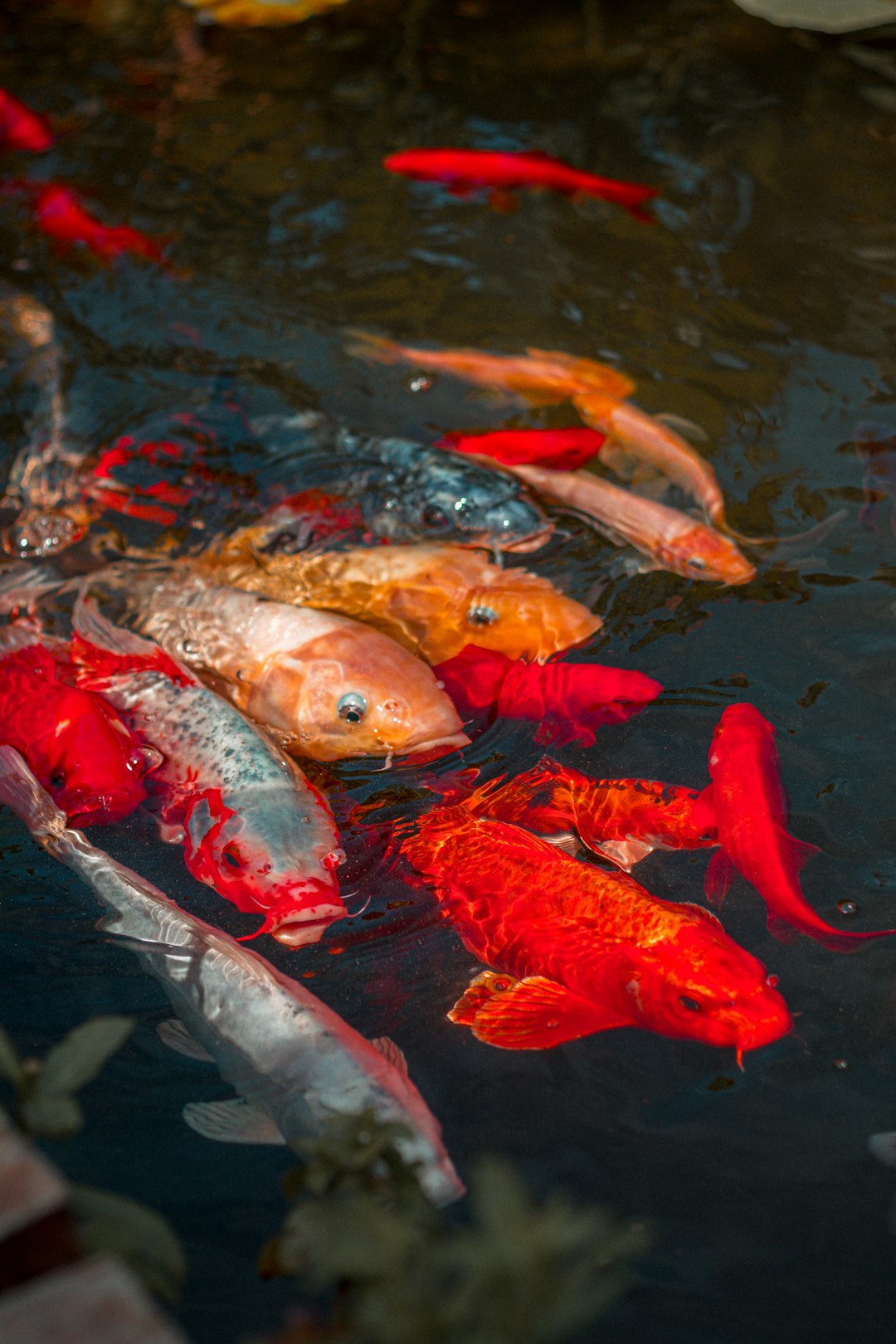red and silver fishes in water