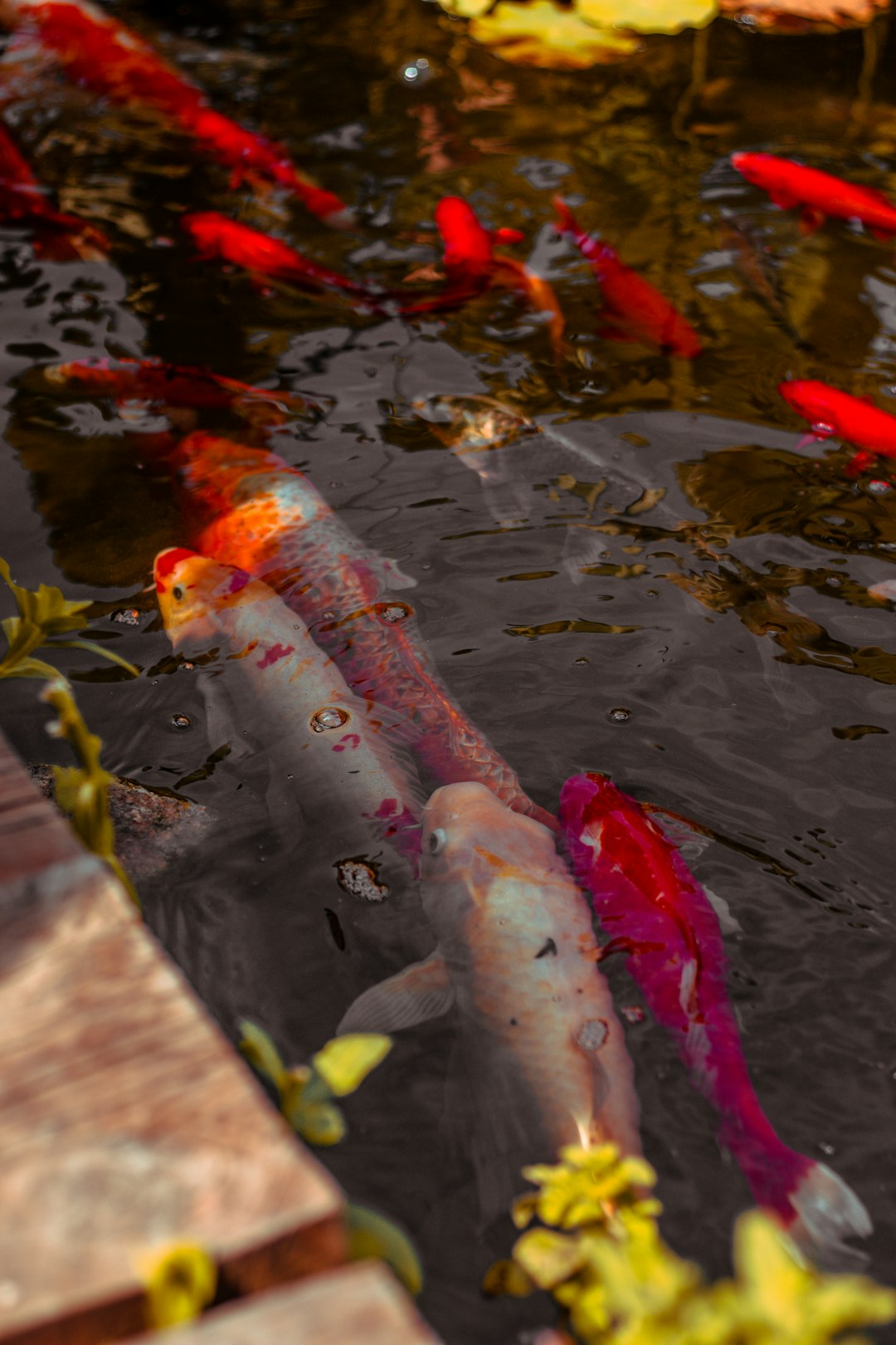 orange fishes on water during daytime