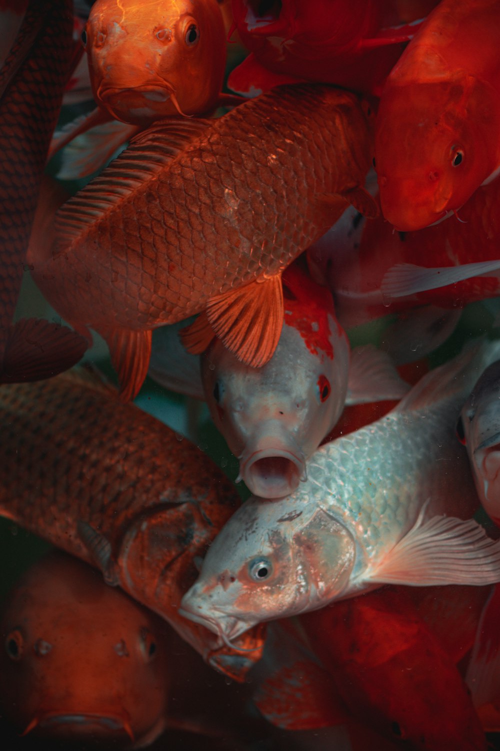 orange and silver fish in fish tank