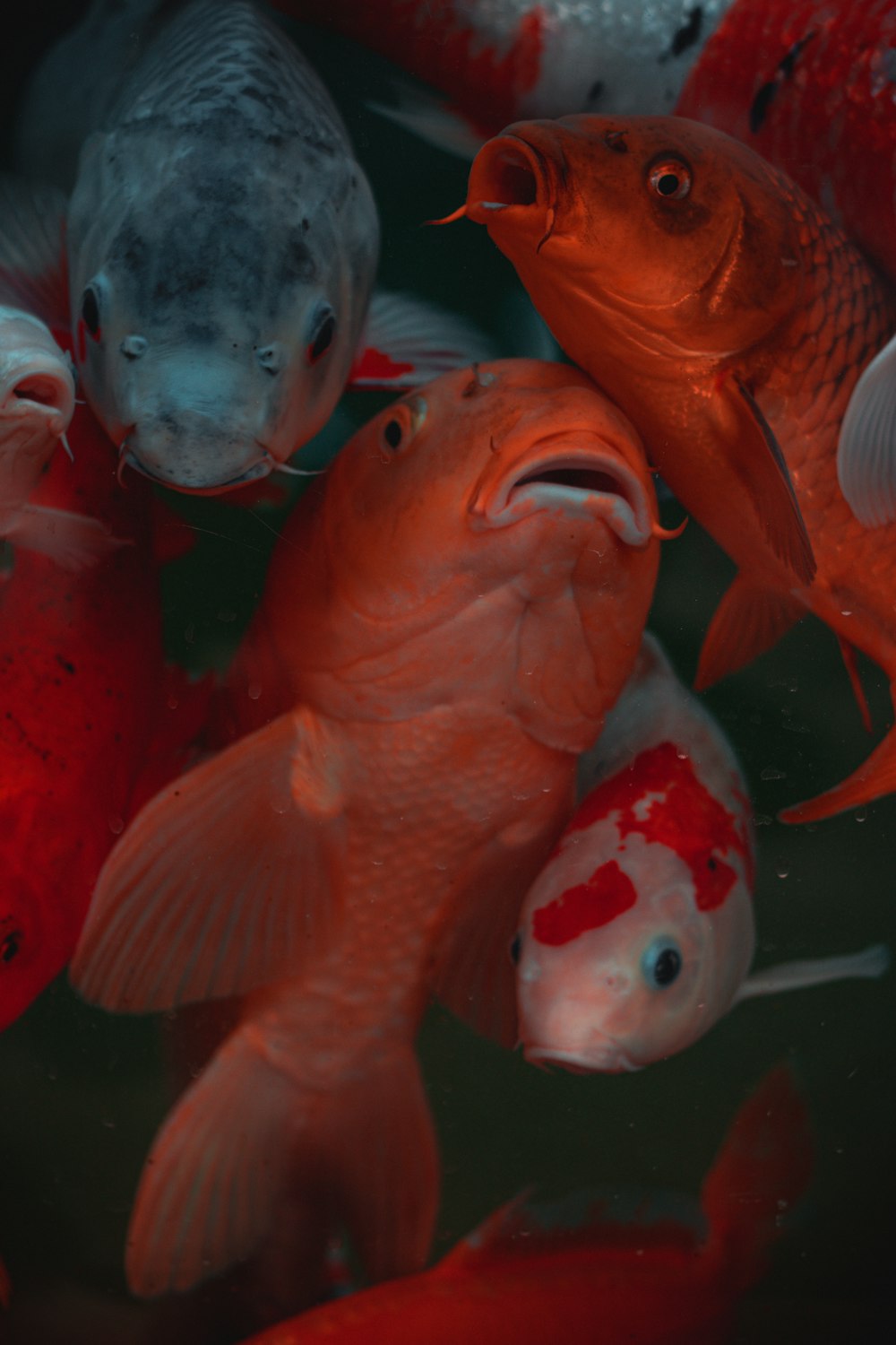 orange and white fish in water